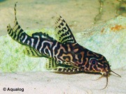 аквариумные рыбки - синадонтис