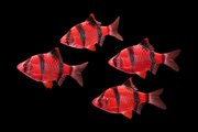 флуаресцентные светящиеся рыбки(каждая 10 бесплатно) 